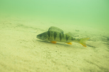 Freshwater fish perch in the beautiful clean lake in Finland. Underwater shot in the lake. Wild life animal. Perch in the nature habitat.