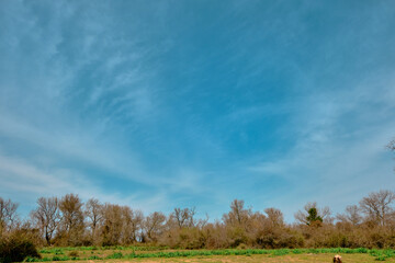 Obraz premium Nature in floodplain in Karacabey Turkey. Trees extends to sky and many types of plants suches bushes and marshy places and forest.
