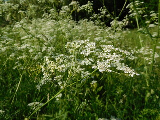 flowers in the grass