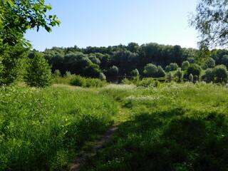 Fototapeta premium landscape with trees