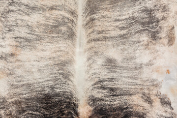 Animal Cow Fur Skin Leather Carpet Rugs Hide Closeup Fur Detail