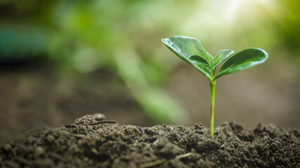 small tree growing with sunrise. green world and earth day concept with green bokeh background, nurturing a baby plant, protect nature, Earth day concept