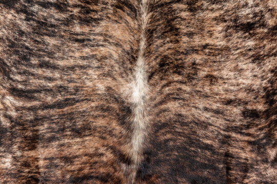 Animal Cow Fur Skin Leather Carpet Rugs Hide Closeup Fur Detail