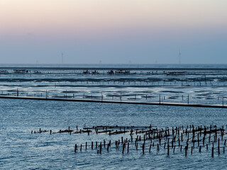 oyster farm,oysters mussel under sunset in changhua,Taiwan