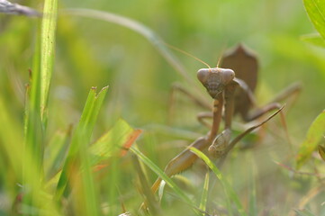 praying mantis on grass