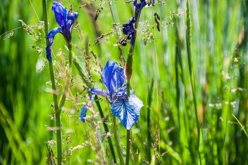 Wildform der sibirischen Schwertlilie., Iris sibirica. Eine in Deutschland gefährdete Art. 