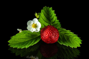 Ripe red One strawberry with leaves and flowers on a black background. Summer sweet diet and healthy vitamin pack.