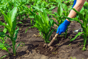 The farmer rakes the soil around the young corn. Close-up of the hands of an agronomist while tending a vegetable garden