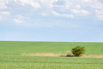 Lonely tree standing in a green field. Rural landscape for postcard and background.