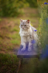 Naklejka na ściany i meble Photo of a gray fluffy cat on a wooden stool.