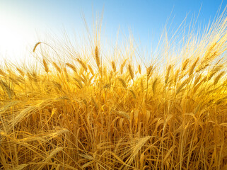 Ripe wheat ears with long fuzzy beards growing in a field