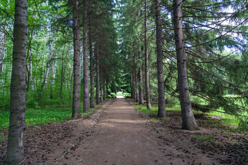 Botanical garden with large beautiful spruce trees and a walking path