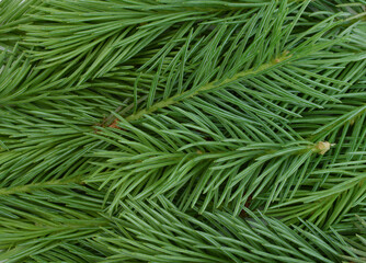 Spruce branches as background.