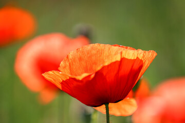 Common poppy blooms in summer close-up 