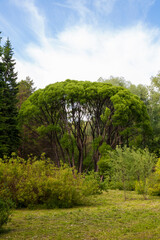 Hello sunshine - forest nature garden summer stock pictures, royalty-free photos & images. Fresh meadow landscape. Novosibirsk botanical garden