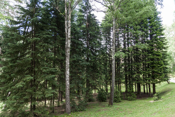 Obraz premium Hello sunshine - forest nature garden summer stock pictures, royalty-free photos & images. Fresh meadow landscape. Fir trees