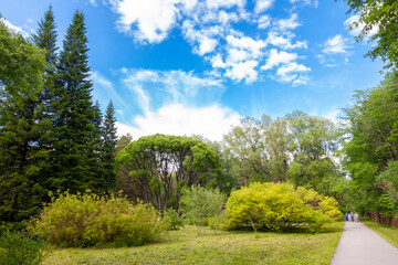 Fototapeta premium Hello sunshine - forest nature garden summer stock pictures, royalty-free photos & images. Fresh meadow landscape. Novosibirsk botanical garden
