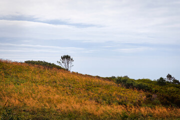 Silhouette of tree on a hill, with a green and yellow field on foreground, and a cloudy sky on background. Sintra, Portugal