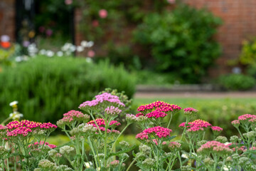 Colourful herbaceous border photographed in late June at the historic walled garden tended by community volunteers in Eastcote, north west London UK.