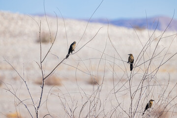 Close up shot of Great-tailed grackle