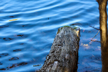 Dead leaves and branches in the water