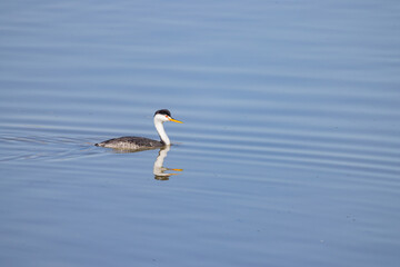 Close up shot of cute Clark's grebe swimming