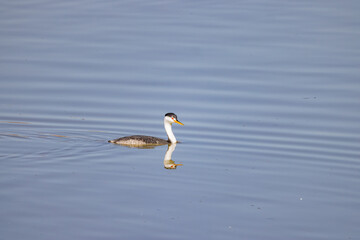 Obraz premium Close up shot of cute Clark's grebe swimming