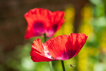 Colourful wild flowers, including poppies planted on a roadside verge in the London Borough of Hillingdon, UK. The wild flowers are planted to support wildlife.