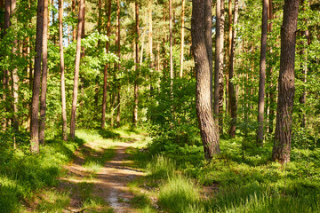 leśna letnia ścieżka © Marcin Łazarczyk