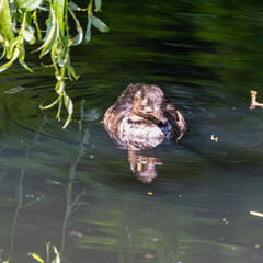 Bufflehead Duck Floating on Water