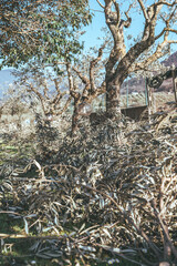 A row of olive trees on farming plantation with cut dry branches on the ground around. Pruning olive tree branches in springtime