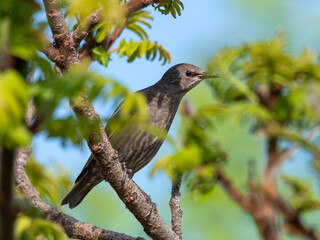 Young Starling Perched in a Tree