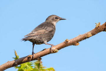 Young Starling Perched in a Tree