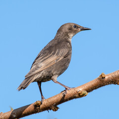 Young Starling Perched in a Tree
