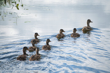 Mother duck and some older ducklings on the water