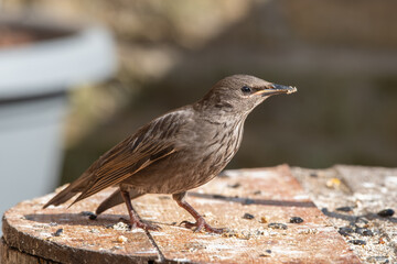 Young Starling Standing on a Bird Feeder