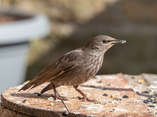 Young Starling Standing on a Bird Feeder