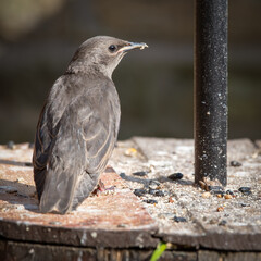 Young Starling Standing on a Bird Feeder