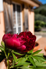 Close-up of amazing blooming red peonies in the garden in springtime, Pretty peony flowers for events decorations. Concept of beauty in nature