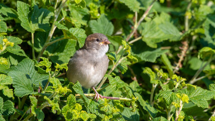 Young Female House Sparrow Resting in a Hedge