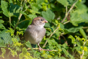 Young Female House Sparrow Resting in a Hedge