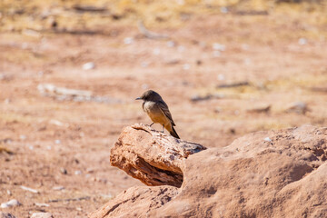 Close up shot of a beautiful Say's phoebe