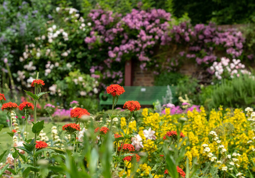 Colourful herbaceous border photographed in late June at the historic walled garden tended by community volunteers in Eastcote, north west London UK.