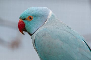 Close Up Portrait Blue Ring-necked Parakeet
