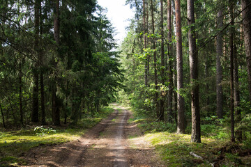 Fototapeta na wymiar Landscape of a green summer forest with a car road