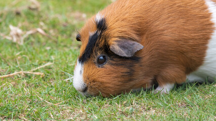 Fototapeta premium Brown Guinea Pig Walking on Grass