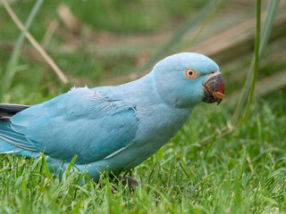 Blue Ring-necked Parakeet Feeding on Grass