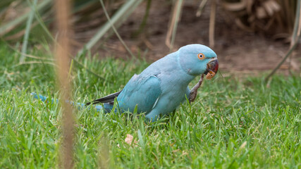 Blue Ring-necked Parakeet Feeding on Grass