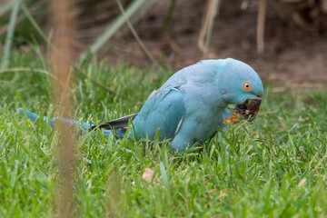 Fototapeta premium Blue Ring-necked Parakeet Feeding on Grass