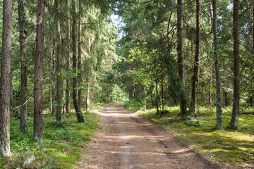 Landscape of a green summer forest with a car road